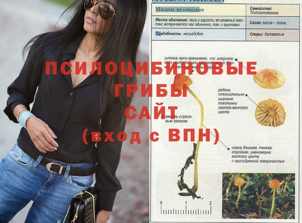стаф Аркадак